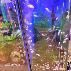 알비노롱핀코리도라스 팝니다. 이미지