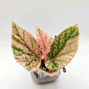 베고니아 스노우캡 핑크 바리에가타 (알로x안스x) 이미지