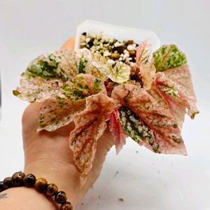 베고니아 스노우캡 핑크 바리에가타 이미지