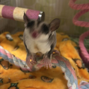 광주 슈가글라이더 3마리 분양합니다 이미지