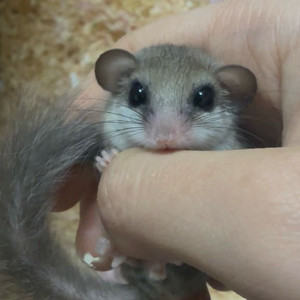 피그미다람쥐 2마리 분양합니다! +케이지 이미지