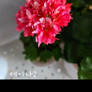 데이나2 스텔라제라늄 이미지