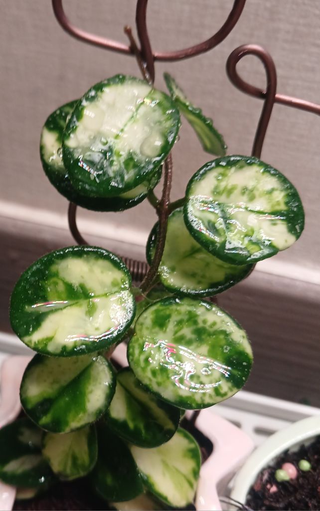 프로필 이미지
