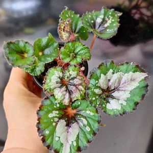 베고니아 더치스플랜더 이미지