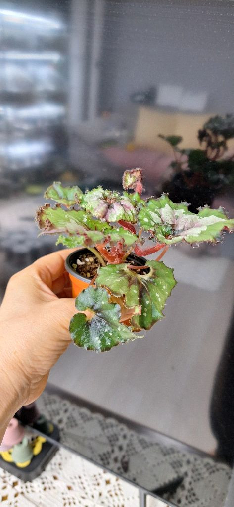 베고니아 더치스플랜더 이미지