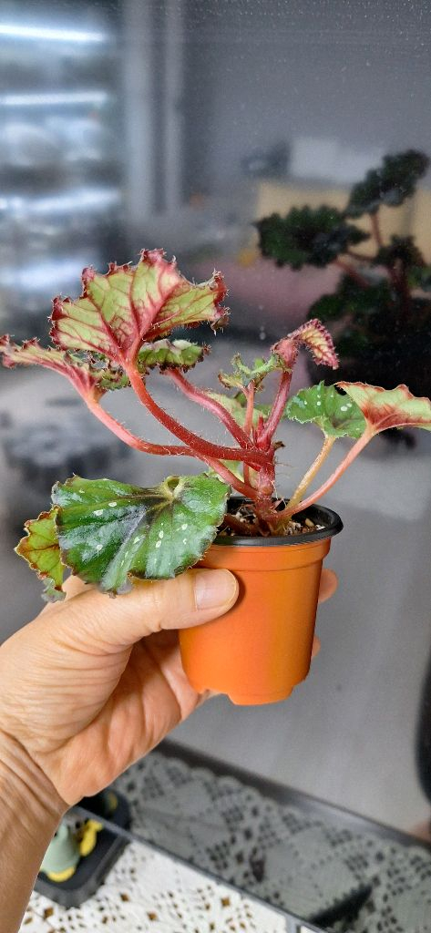 베고니아 더치스플랜더 이미지