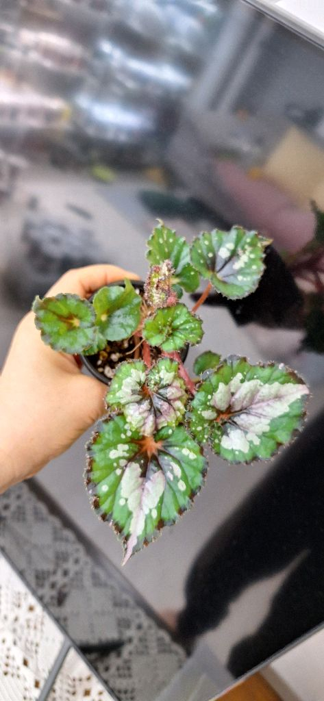 베고니아 더치스플랜더 이미지