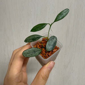 호야 리마실버 이미지