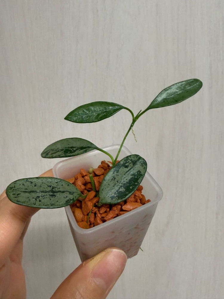 호야 리마실버 이미지