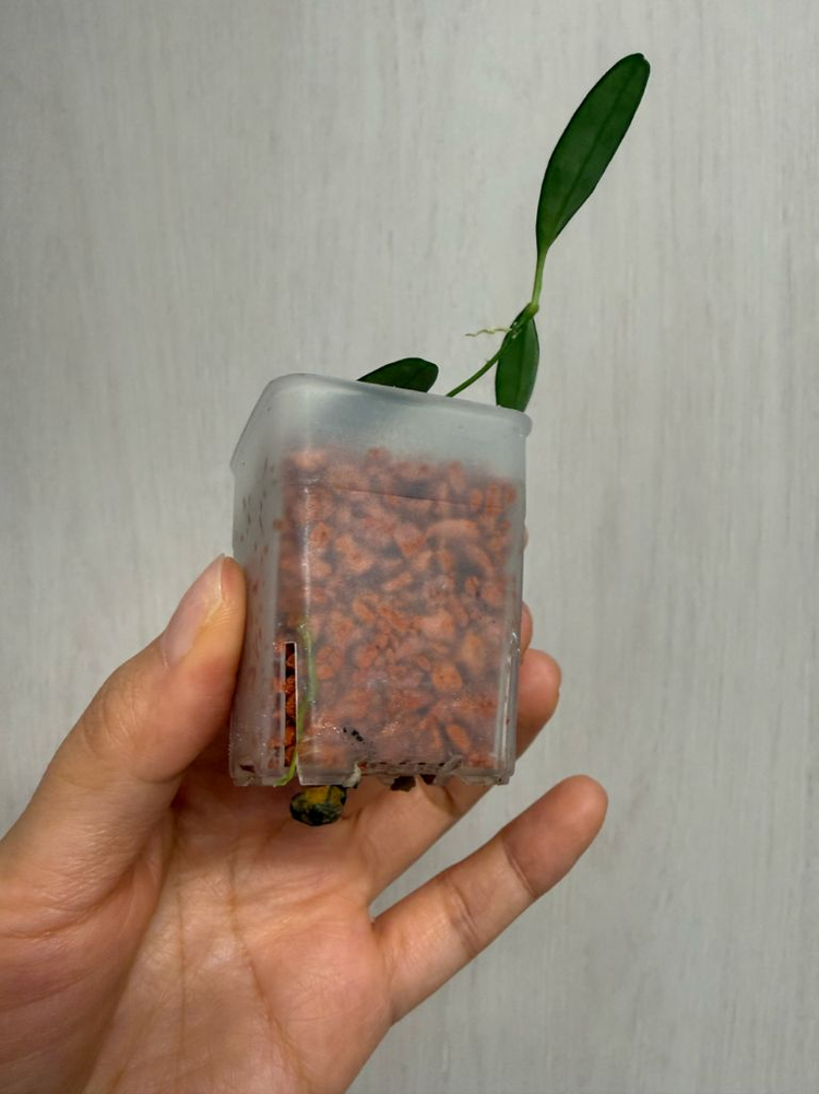 호야 리마실버 이미지