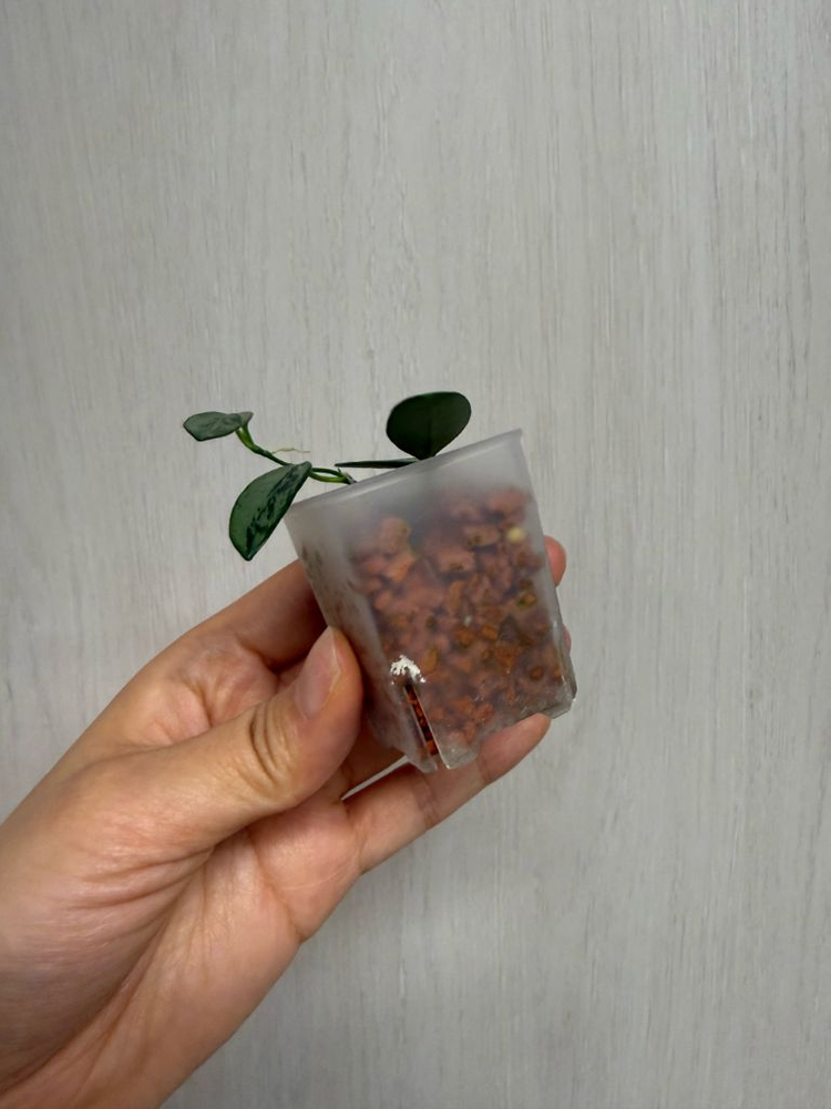 호야 리마실버 이미지