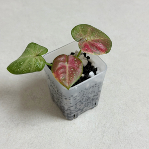 칼라디움 블레싱 바리에가타 #1 이미지