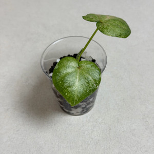 칼라디움 블레싱 바리에가타 #2 이미지