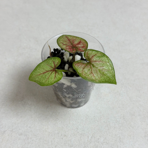 칼라디움 스틸하트 바리에가타 이미지