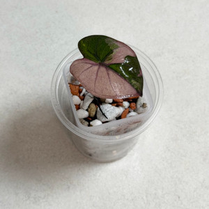 알로카시아 유카탄 프린세스 핑크 바리에가타 #1 이미지