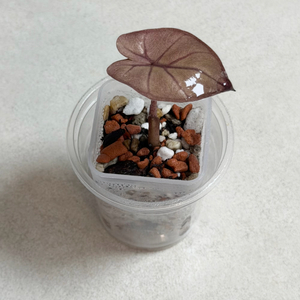 알로카시아 유카탄 프린세스 핑크 바리에가타 #2 이미지