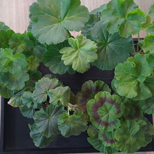 제라늄 5종세트중품 이미지