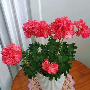 스텔라제라늄 2종 사랑비 꽃대있음 ,리차드호지슨 꽃대두개 이미지