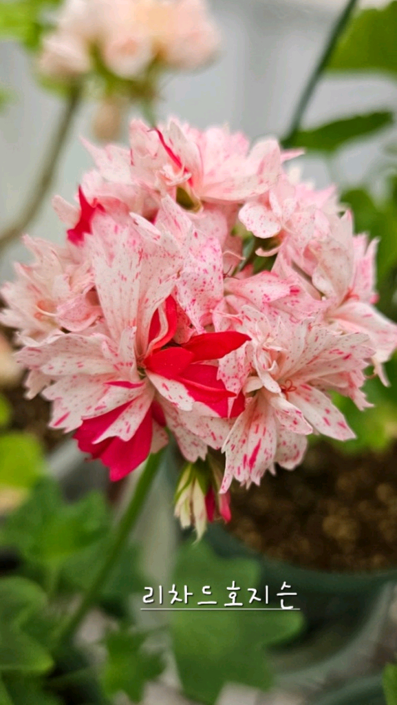 스텔라제라늄 2종 사랑비 꽃대있음 ,리차드호지슨 꽃대두개 이미지