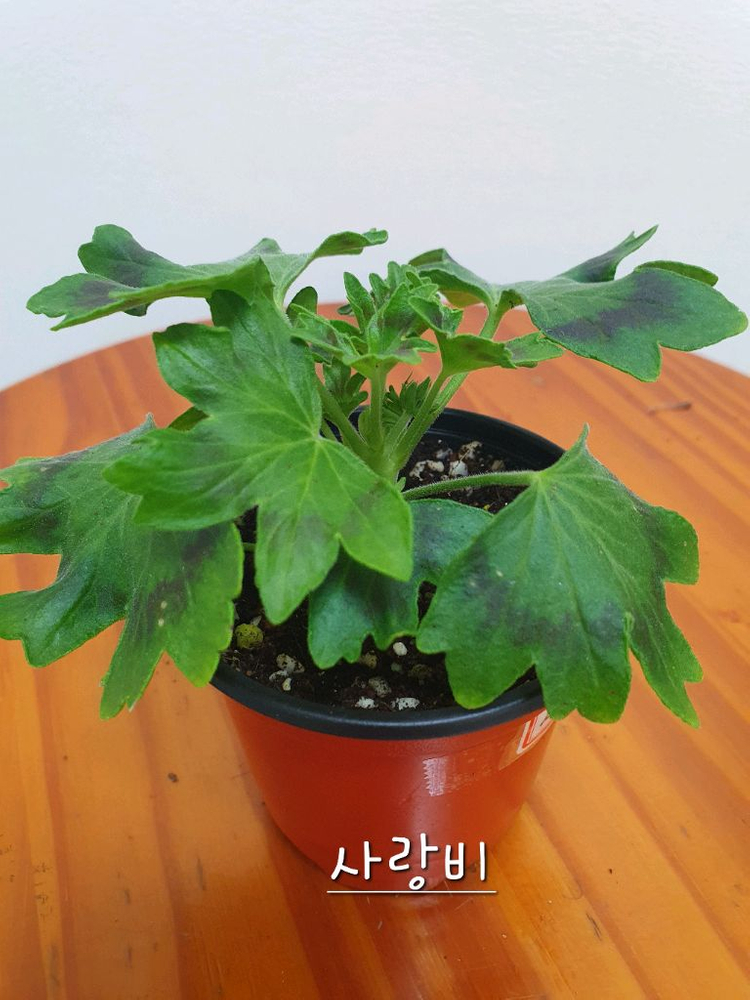 스텔라제라늄 2종 사랑비 꽃대있음 ,리차드호지슨 꽃대두개 이미지