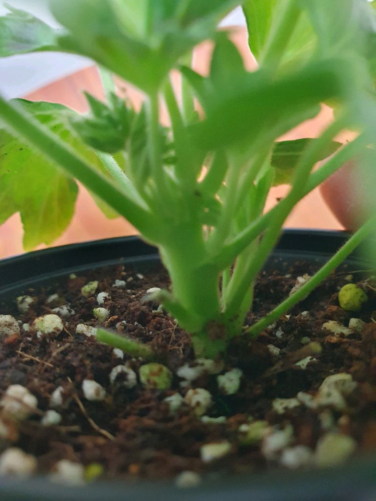 스텔라제라늄 2종 사랑비 꽃대있음 ,리차드호지슨 꽃대두개 이미지