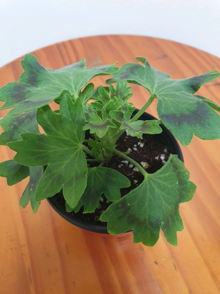 스텔라제라늄 2종 사랑비 꽃대있음 ,리차드호지슨 꽃대두개 이미지