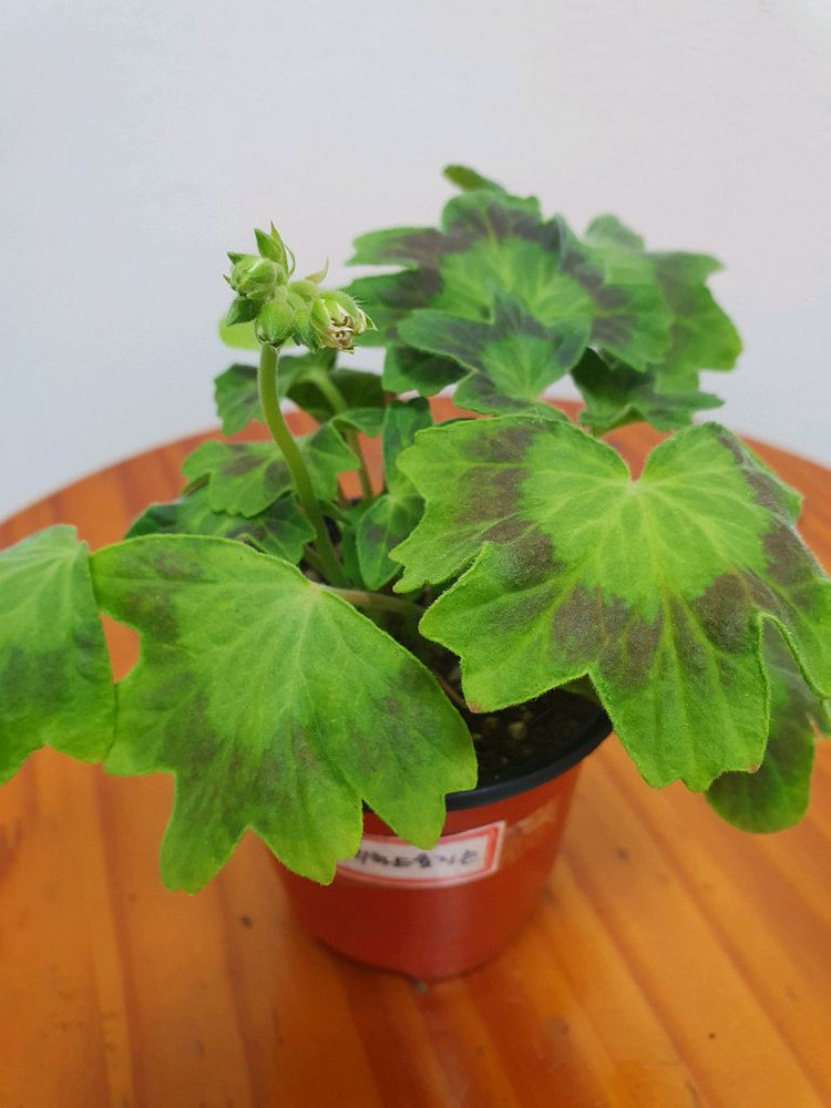 스텔라제라늄 2종 사랑비 꽃대있음 ,리차드호지슨 꽃대두개 이미지