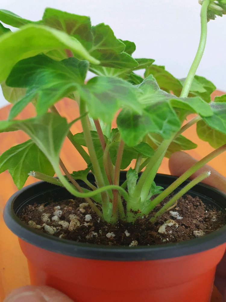 스텔라제라늄 2종 사랑비 꽃대있음 ,리차드호지슨 꽃대두개 이미지