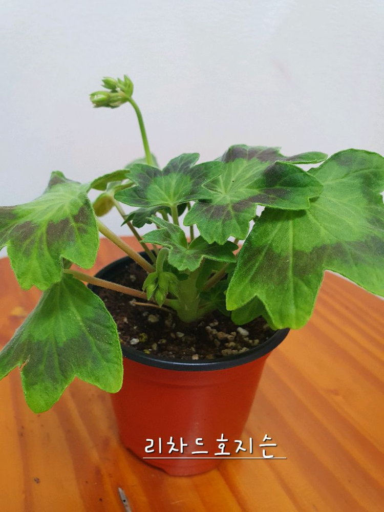 스텔라제라늄 2종 사랑비 꽃대있음 ,리차드호지슨 꽃대두개 이미지