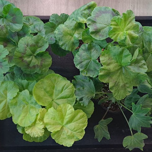 제라늄5종 이미지