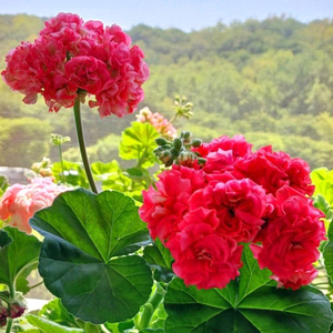 제라늄 라라앙드레, 러 이미지