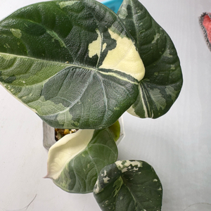 알로카시아 마하라니 알보 바리에가타 이미지