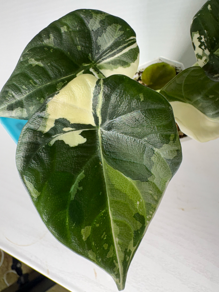 알로카시아 마하라니 알보 바리에가타 이미지