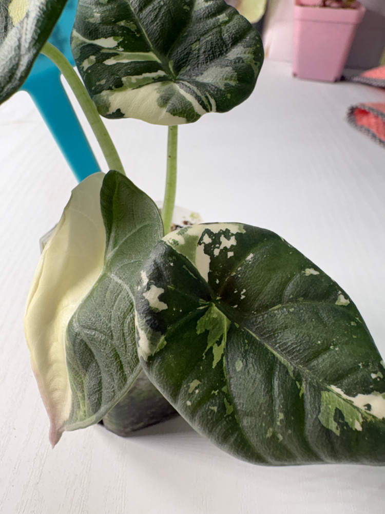 알로카시아 마하라니 알보 바리에가타 이미지