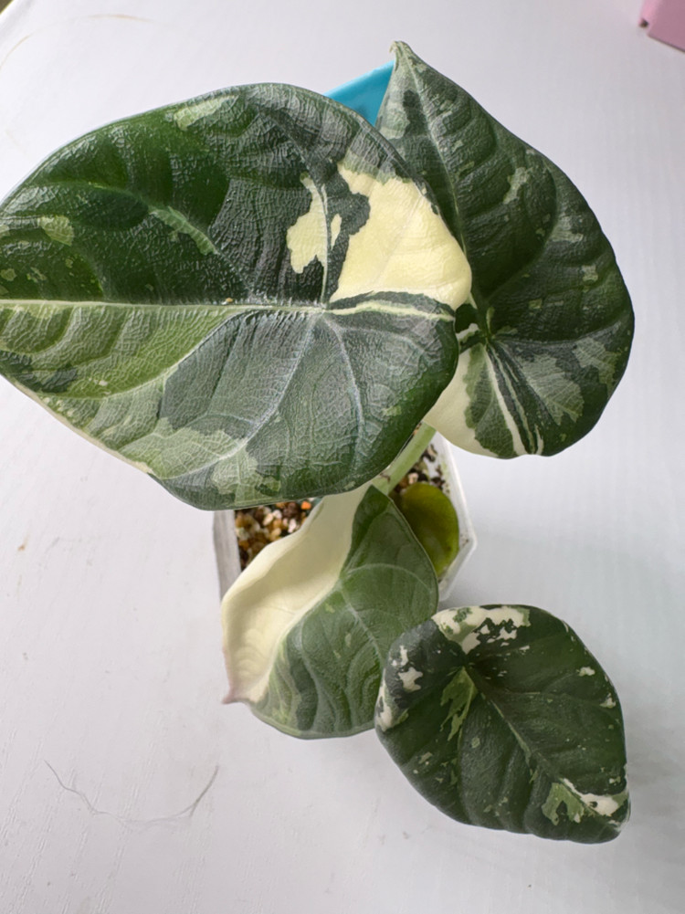 알로카시아 마하라니 알보 바리에가타 이미지