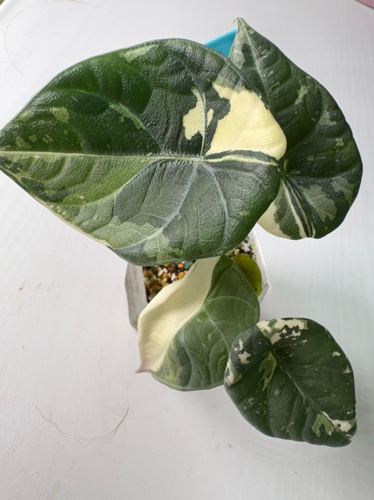 알로카시아 마하라니 알보 바리에가타 이미지