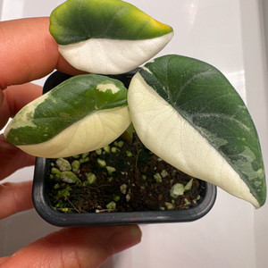 알로카시아 마하라니 알보 바리에가타 이미지