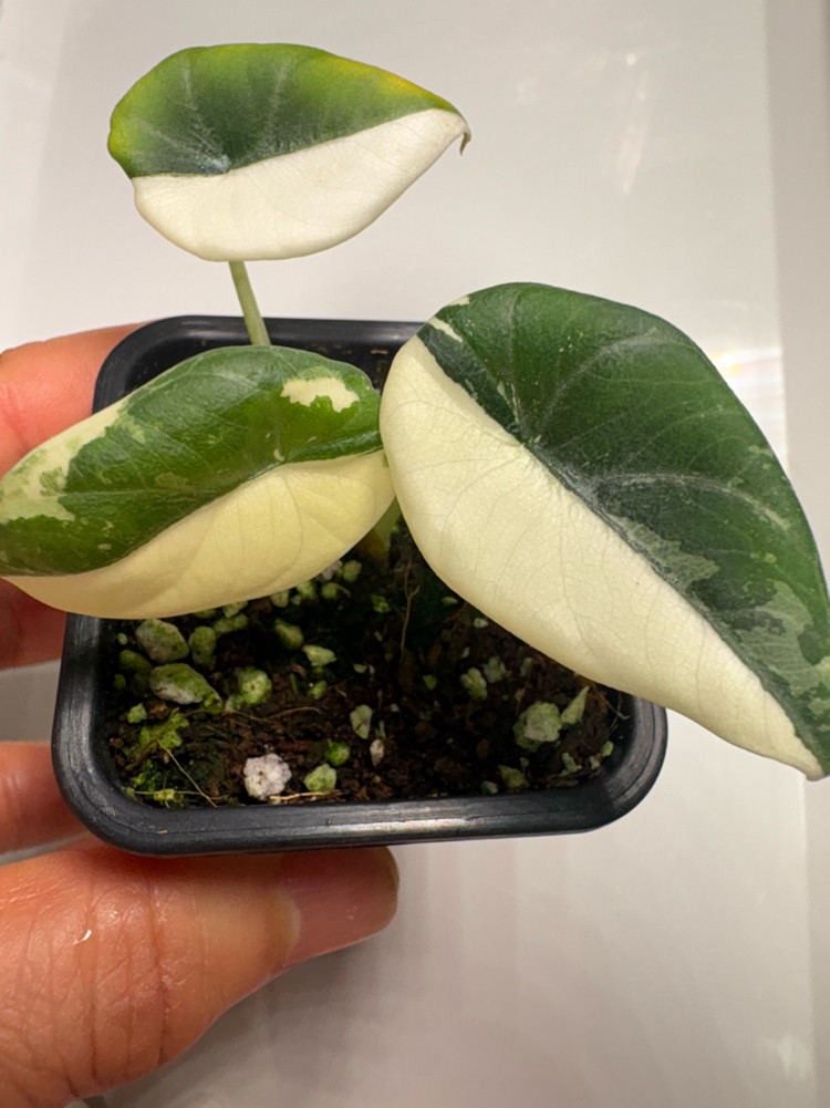 알로카시아 마하라니 알보 바리에가타 이미지