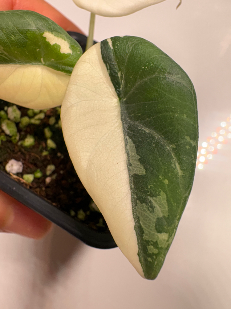 알로카시아 마하라니 알보 바리에가타 이미지