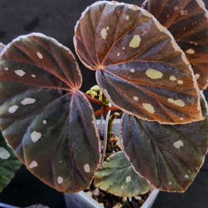 베고니아9종일괄/DS에니그마외8종 이미지