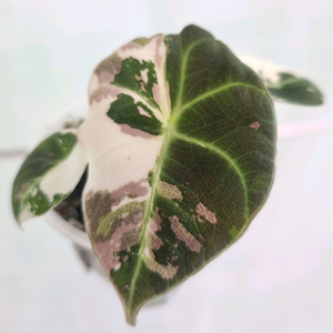 알로카시아 블랙벨벳 화이트핑크 바리에가타 이미지