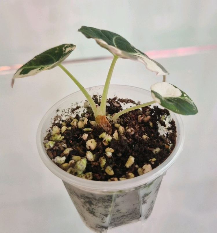 알로카시아 블랙벨벳 화이트핑크 바리에가타 이미지