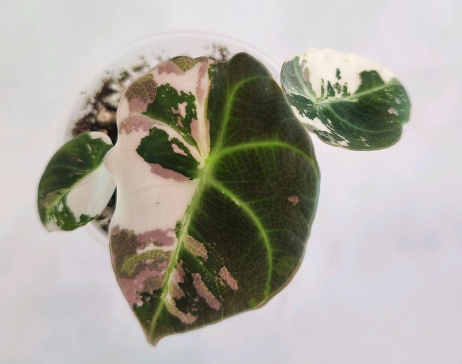 알로카시아 블랙벨벳 화이트핑크 바리에가타 이미지