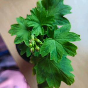 경주진 스텔라제라늄 이미지