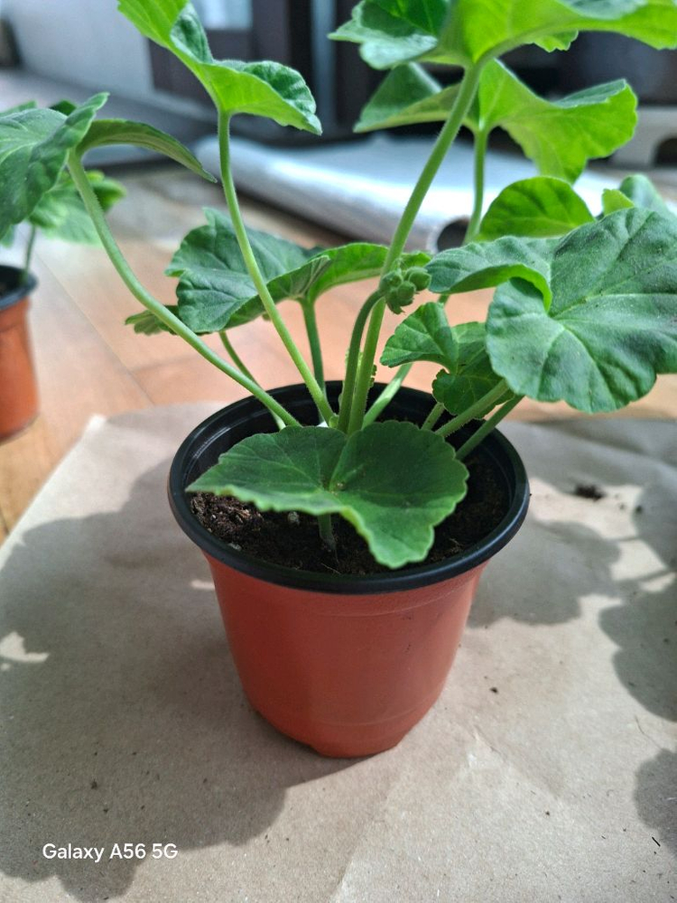 제라늄 세트(시리단미.달빛유하.루비아담의별.경주진.블루퀸즈티아라) 이미지