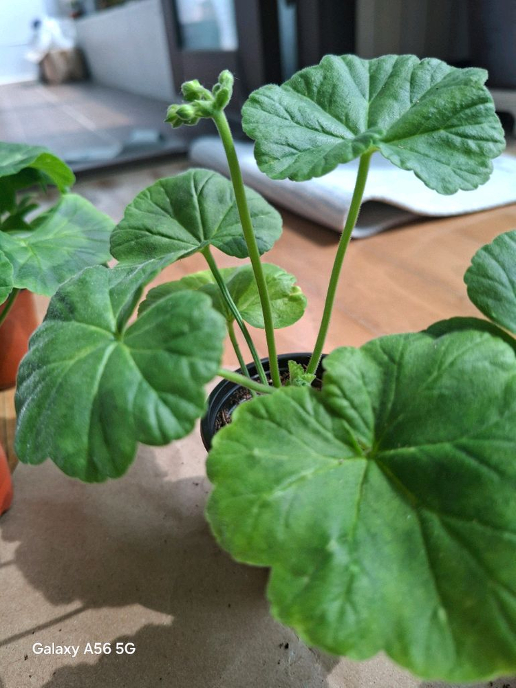 제라늄 세트(시리단미.달빛유하.루비아담의별.경주진.블루퀸즈티아라) 이미지