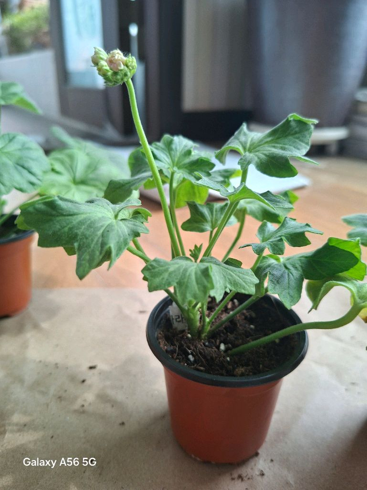 제라늄 세트(시리단미.달빛유하.루비아담의별.경주진.블루퀸즈티아라) 이미지