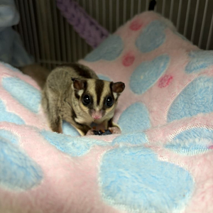 슈가글라이더 암수 한쌍 이미지