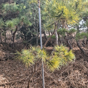 양평 소나무및 조경수 직거래 원합니다 이미지