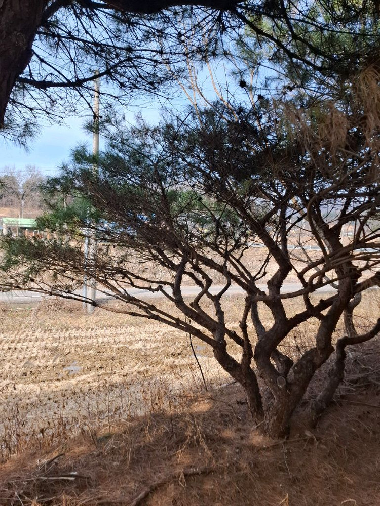 양평 소나무및 조경수 직거래 원합니다 이미지